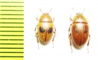 Phaleria acuminata  Greece, Crete isl. - INSECTS-STORE.RU