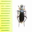 Grammoptera molybdica  USA - INSECTS-STORE.RU