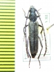 Osphranteria coerulescens, female  Iran, Kerman prov. - INSECTS-STORE.RU