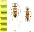 Molorchus ? minor, pair  Russia, Krasnodar reg. - INSECTS-STORE.RU