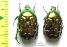 Protaetia splendidula  Iran, Lorestan prov. - INSECTS-STORE.RU