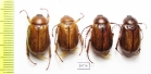 Madotrogus glabripennis, pair  Uzbekistan - INSECTS-STORE.RU