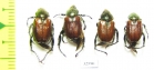Anisoplia ? segetum  Turkey - INSECTS-STORE.RU