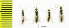 Tiphiidae sp.  Tajikistan - INSECTS-STORE.RU
