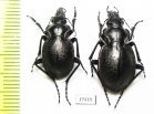 Callisthenes elegans kolshengelicus, pair  Kazakhstan - INSECTS-STORE.RU