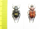 Paratrichius diversicolor  Taiwan - INSECTS-STORE.RU
