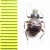 Malaysphena punctipes  Malaysia - INSECTS-STORE.RU