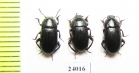 Colpotus sulcatus  Turkey - INSECTS-STORE.RU