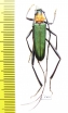 Chloridolum sieversi, male  Russia, Far East - INSECTS-STORE.RU