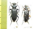 Stictoleptura scutellata, S.sp.  Russia/Kazakhstan - INSECTS-STORE.RU