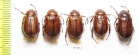 Madotrogus glabripennis, pair  Uzbekistan - INSECTS-STORE.RU