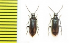 Pedilus sp.  Abkhazia - INSECTS-STORE.RU