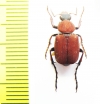Paratrichius diversicolor  Taiwan - INSECTS-STORE.RU