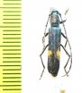 Cerambycidae sp.  Malaysia - INSECTS-STORE.RU