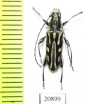 Scitugloglaucytes salomonum  Solomon isl. - INSECTS-STORE.RU