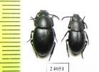 Dailognatha rugipleuris  Turkey - INSECTS-STORE.RU