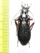 Carabus (Tribax) puschkini kolenatii  Georgia - INSECTS-STORE.RU