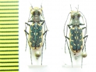 Lophyra sp.  Indonesia, Java - INSECTS-STORE.RU
