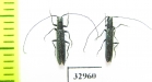 Teophilea subcylindricollis  Russia, Astrakhan reg. - INSECTS-STORE.RU