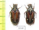 Ixorida regia bicolor  Indonesia, Kalimantan - INSECTS-STORE.RU