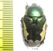 Protaetia trojana ssp.now.  Iran, Fars prov. - INSECTS-STORE.RU