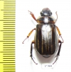 Rutelinae sp.  Ecuador - INSECTS-STORE.RU
