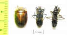 Hemiptera sp.  Peru - INSECTS-STORE.RU