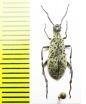 Epicauta atomaria  Argentina - INSECTS-STORE.RU
