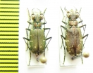 Calomera fischeri elongatosignata, pair  Turkmenistan - INSECTS-STORE.RU