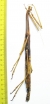 Phasmatodea sp., female  Panama 200mm - INSECTS-STORE.RU