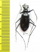 Oxycheila sp.  Ecuador - INSECTS-STORE.RU
