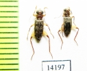 Cleridae sp. Indonesia, Sumatra - INSECTS-STORE.RU