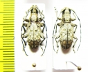 Cerambycidae sp.  Congo - INSECTS-STORE.RU