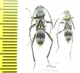 Cerambycidae sp.  Tanzania - INSECTS-STORE.RU