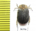 Trogidae sp.  Namibia - INSECTS-STORE.RU