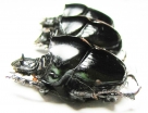 Diastellopalpus ? johnstoni  Kenya - INSECTS-STORE.RU