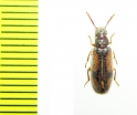 Polypria cruxrufa  USA - INSECTS-STORE.RU
