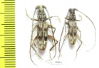 Cerambycidae sp.  Thailand - INSECTS-STORE.RU
