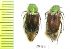Pygopleurus sp., pair  Iran, Kurdistan prov. - INSECTS-STORE.RU