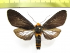 Erebidae sp.  Bolivia - INSECTS-STORE.RU