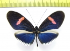 Nymphalidae sp.  Ecuador - INSECTS-STORE.RU