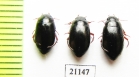 Dytiscidae sp.  Kazakhstan - INSECTS-STORE.RU