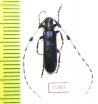 Agapanthia sp.  China - INSECTS-STORE.RU
