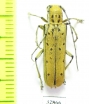 Eutetrapha sedecimpunctata  Russia, Far East - INSECTS-STORE.RU