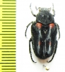Taeniodera egregia  Indonesia, Java - INSECTS-STORE.RU