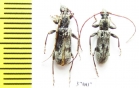 Cerambycidae sp.  South Africa Rep. - INSECTS-STORE.RU