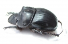 Catharsius crassicornis, male  Togo - INSECTS-STORE.RU