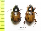 Cyclocephala sp.  Honduras - INSECTS-STORE.RU