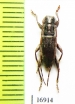 Cerambycidae sp.  New Zealand - INSECTS-STORE.RU