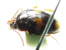 Tenebrionidae sp., pair  Vietnam - INSECTS-STORE.RU
